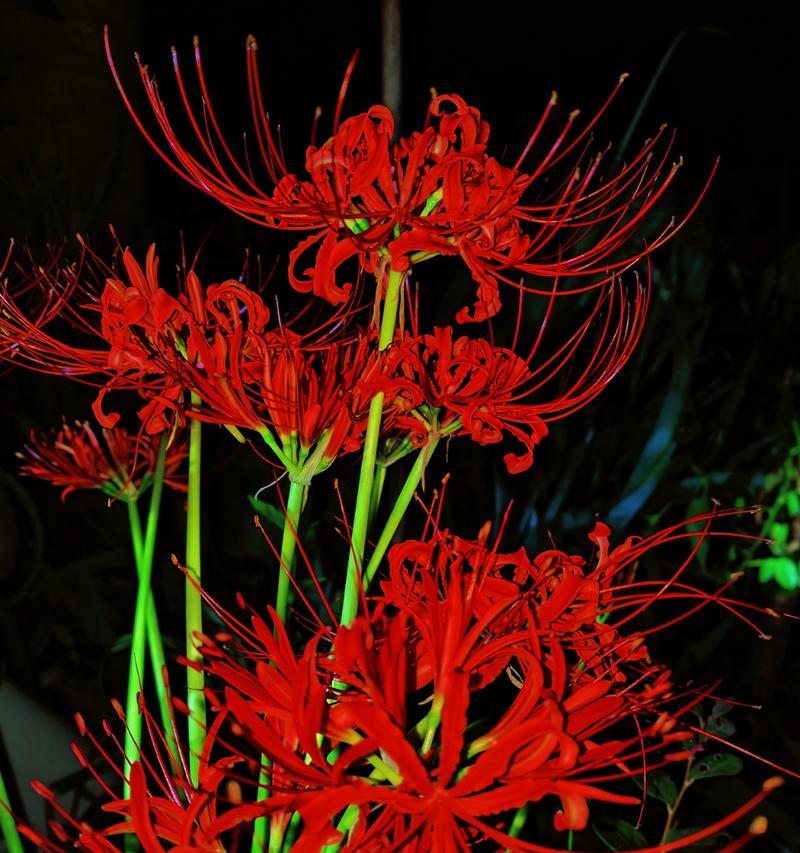 彼岸花红色的寓意是什么？它象征着什么？