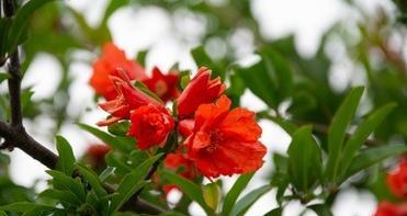红色的花九朵代表什么含义？九朵红花的象征意义是什么？