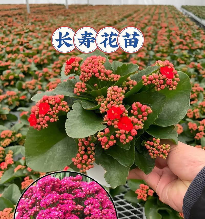 象征健康的杯花有哪些？它们的寓意是什么？
