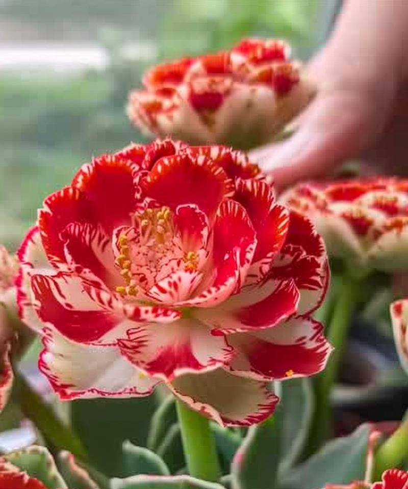 象征健康的杯花有哪些？它们的寓意是什么？