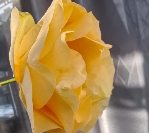 蜜桃与花的创作背景是什么？它们的象征意义是什么？