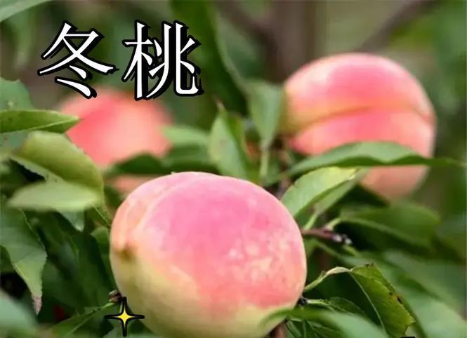 蜜桃与花的创作背景是什么？它们的象征意义是什么？