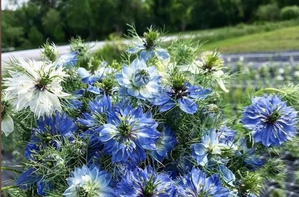 蓝色香草花有什么寓意？蓝色香草花的象征是什么？
