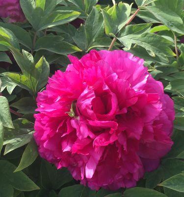 尼花节是什么意思？尼花节的寓意是什么？