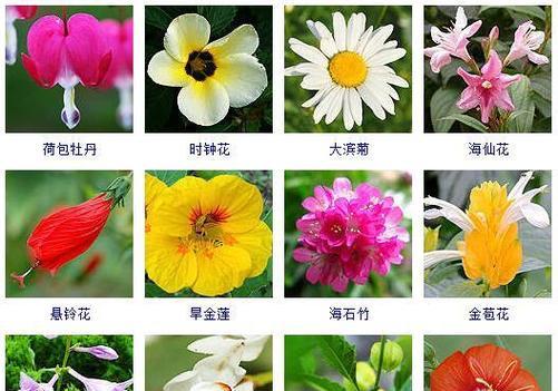 芦柴花寓意的传说是什么？它在民间故事中扮演什么角色？