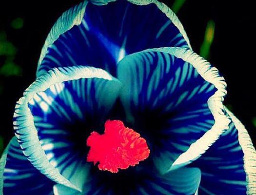蓝色蔷薇花的寓意是什么？它象征着什么？