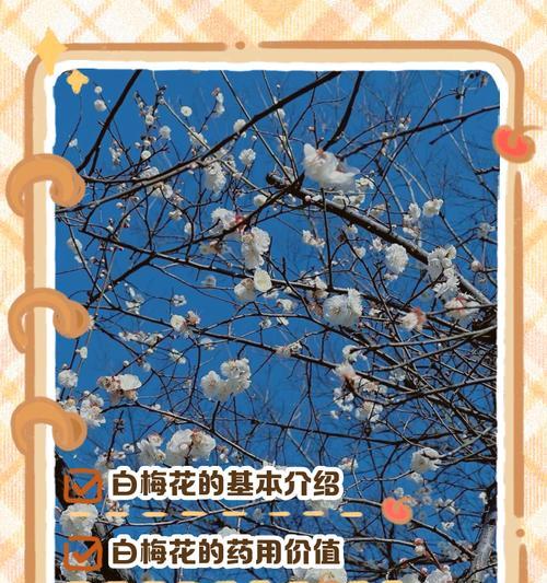 蓝色蔷薇花的寓意是什么？它象征着什么？