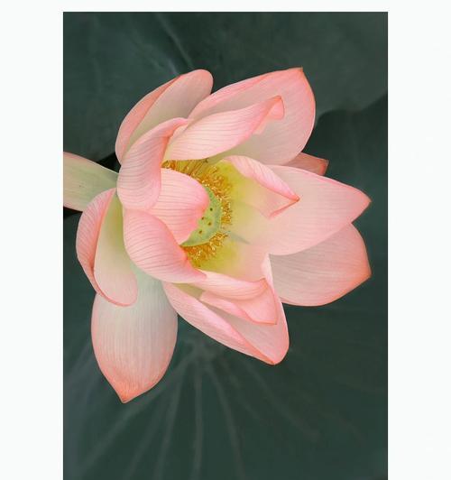 花将色不染的比喻意义是什么？它在文学中有何体现？