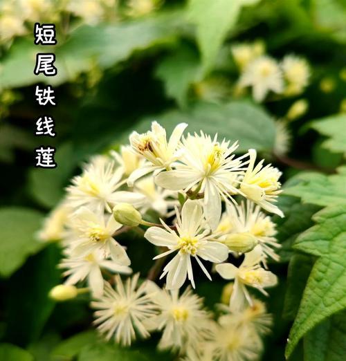 哪种花象征自由和健康？自由和健康的花语有哪些？