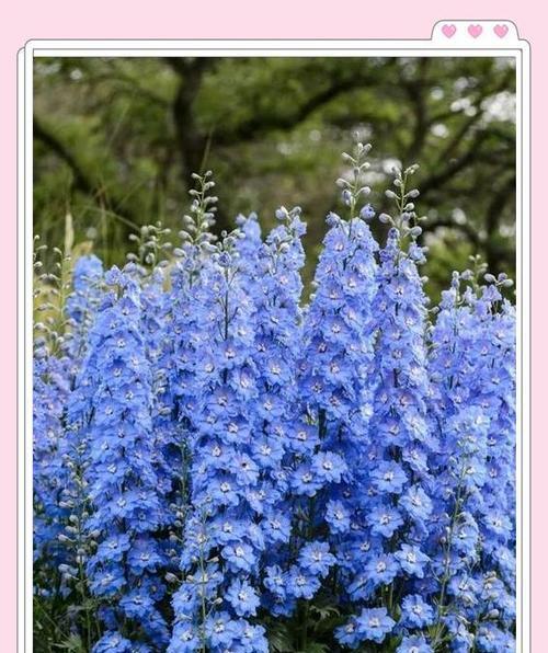 哪种花象征自由和健康？自由和健康的花语有哪些？