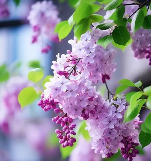哪些花最具浪漫意义？它们的寓意是什么？