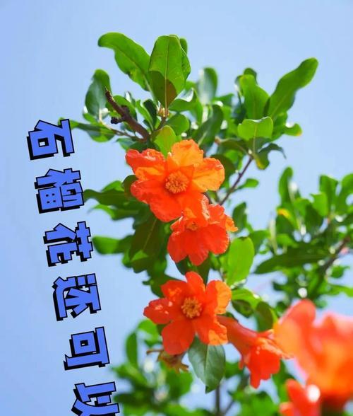哪些花最具浪漫意义？它们的寓意是什么？