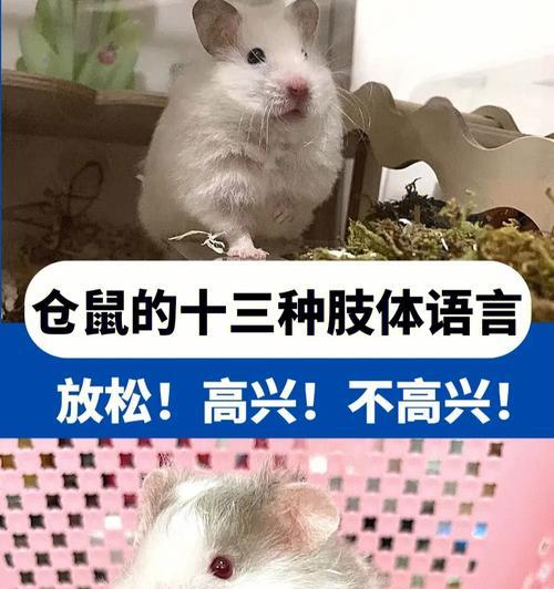 仓鼠和塑料花的爱情寓意是什么？