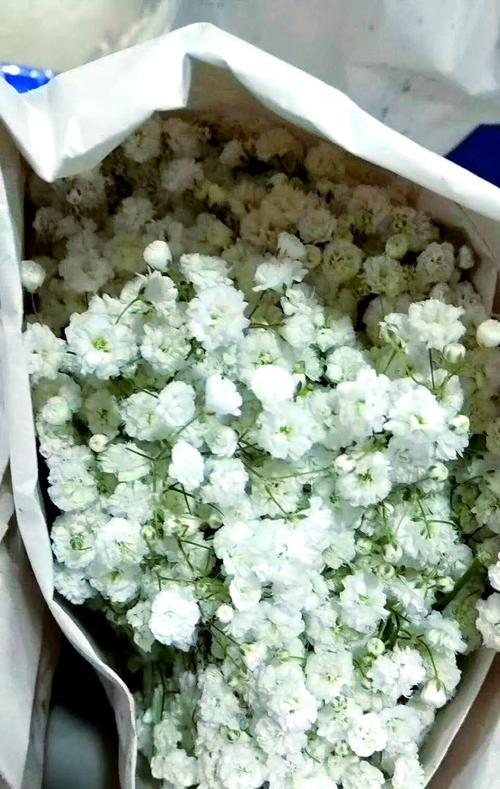 幸福花和满天星的含义分别是什么？