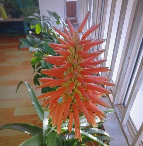 哪种花卉象征着好运？人们为何选择它来祈福？