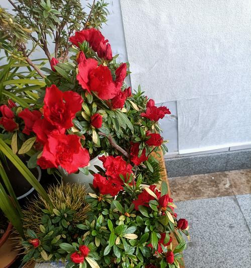 办公室适合摆放哪些寓意节节高升的花？