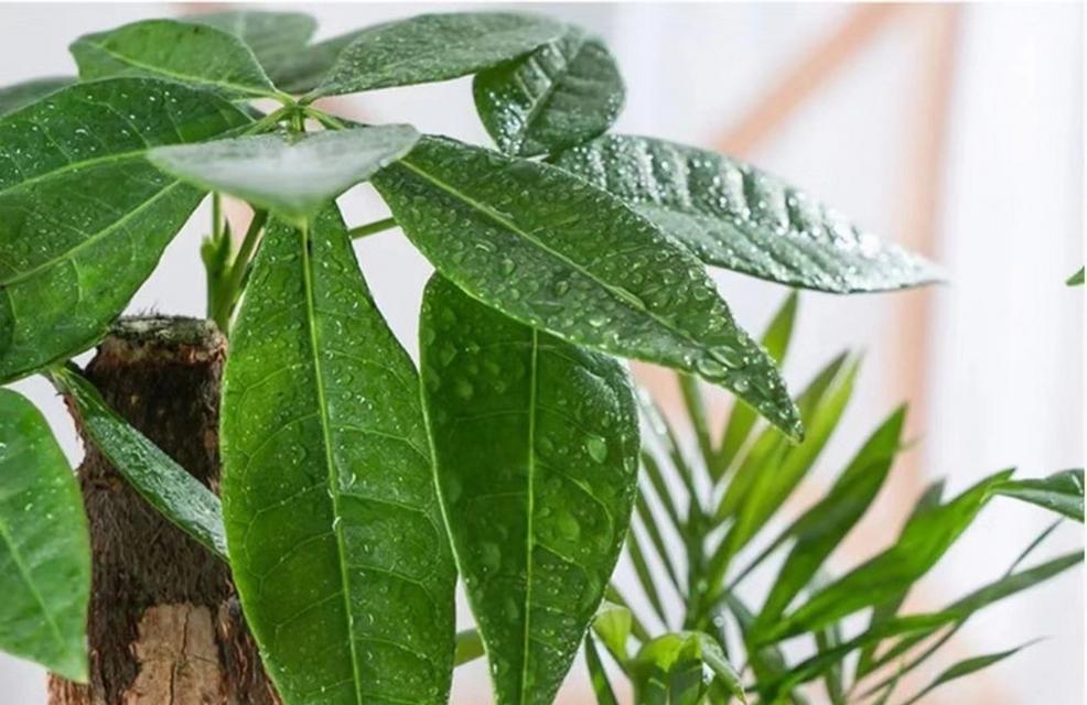 办公室适合摆放哪些寓意节节高升的花？