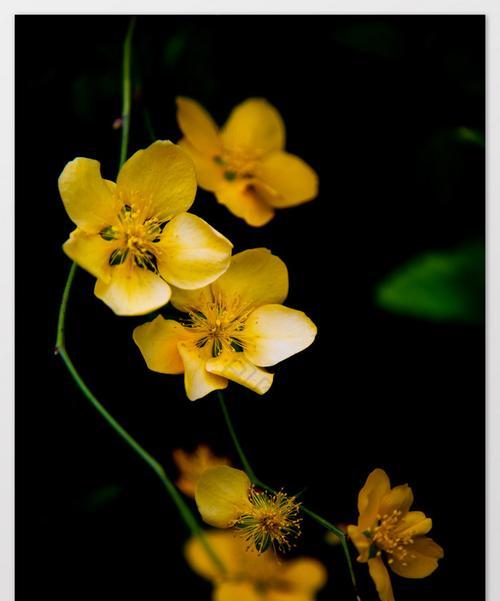 花的黑色代表什么含义？黑色花有哪些寓意？