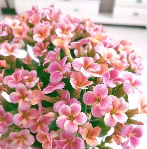 哪种花的寓意是快乐？快乐的花有哪些？