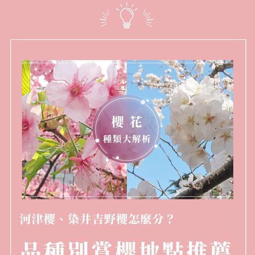 日本哪些花具有祝福寓意？它们的含义是什么？