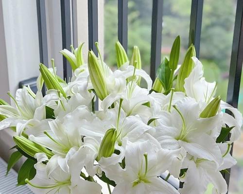 日本哪些花具有祝福寓意？它们的含义是什么？