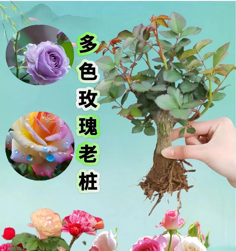 不同颜色的玫瑰花分别有什么寓意？