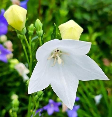 绿色桔梗花的寓意是什么？它的花语有哪些？