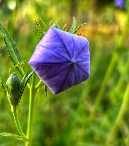 绿色桔梗花的寓意是什么？它的花语有哪些？