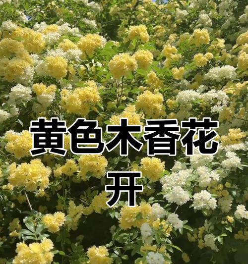 黄色花朵象征着什么意义？