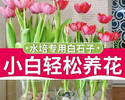 白色石子与花搭配代表什么？这种搭配的寓意是什么？