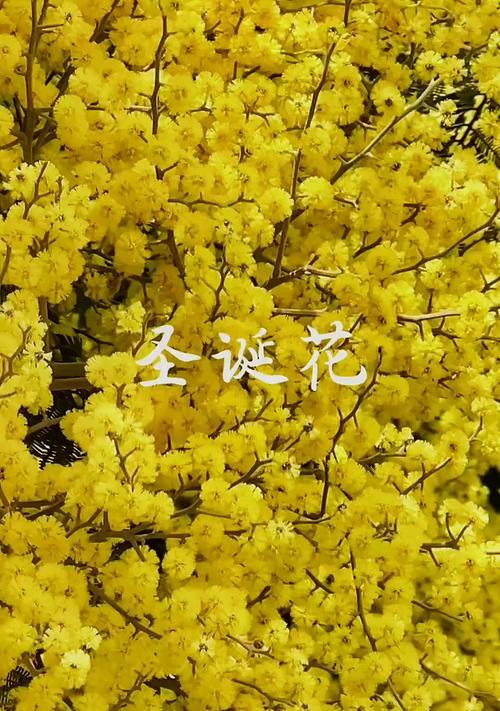 哪种黄色花卉寓意最好？如何选择寓意好的黄色花？