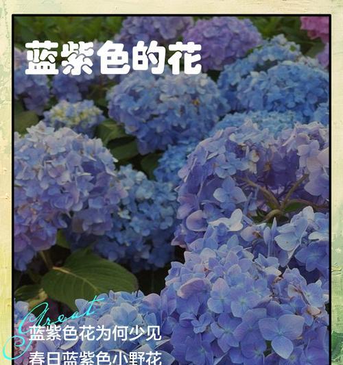 蓝色花的寓意和象征是什么？