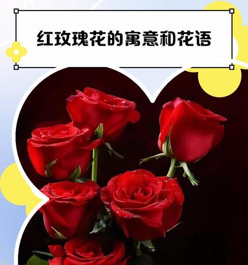 玫瑰花的爱情寓意成语有哪些？玫瑰花在爱情中的象征意义是什么？