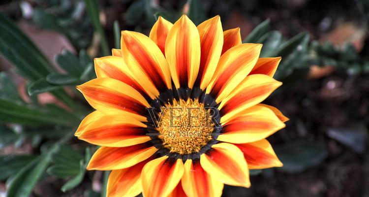 五颜六色的花代表着什么寓意？