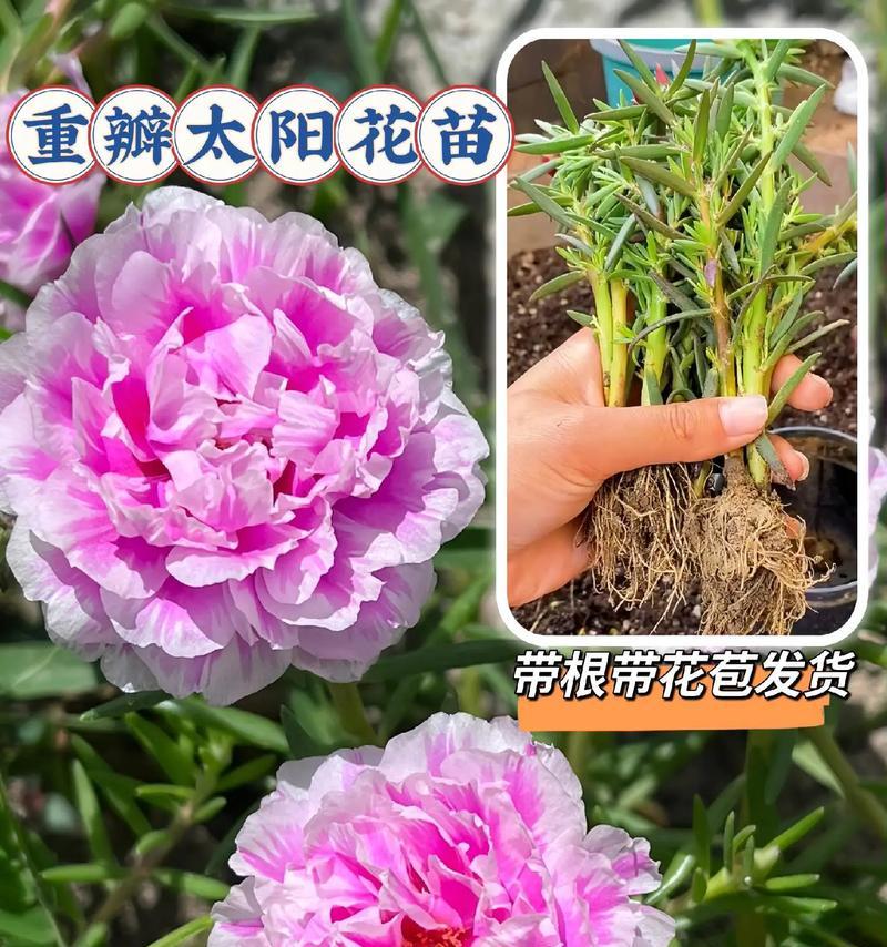 五颜六色的花代表着什么寓意？