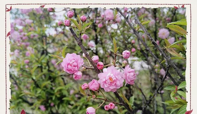 哪种花象征纯真的爱情？纯真爱情的花卉代表是什么？