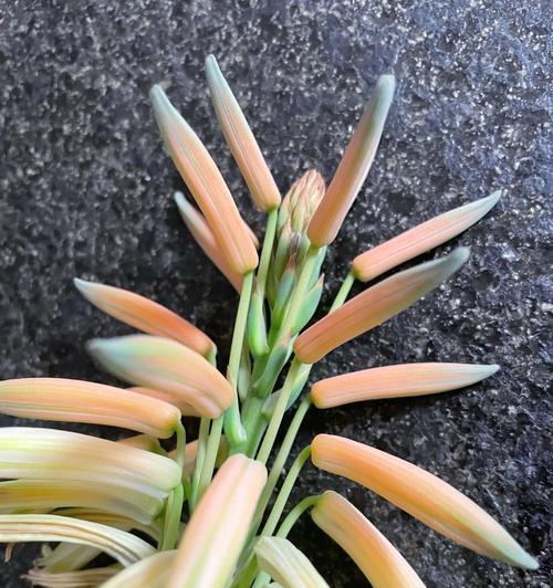 芦荟开黄花意味着什么？黄色芦荟花的象征意义是什么？
