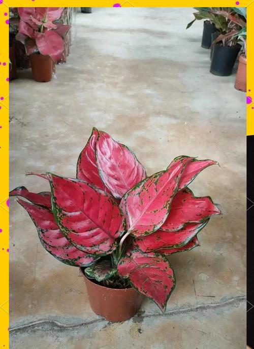 如意皇后花代表的含义是什么？