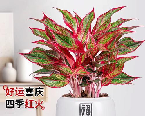 如意皇后花代表的含义是什么？