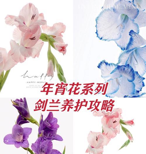 什么花象征着节节高升？