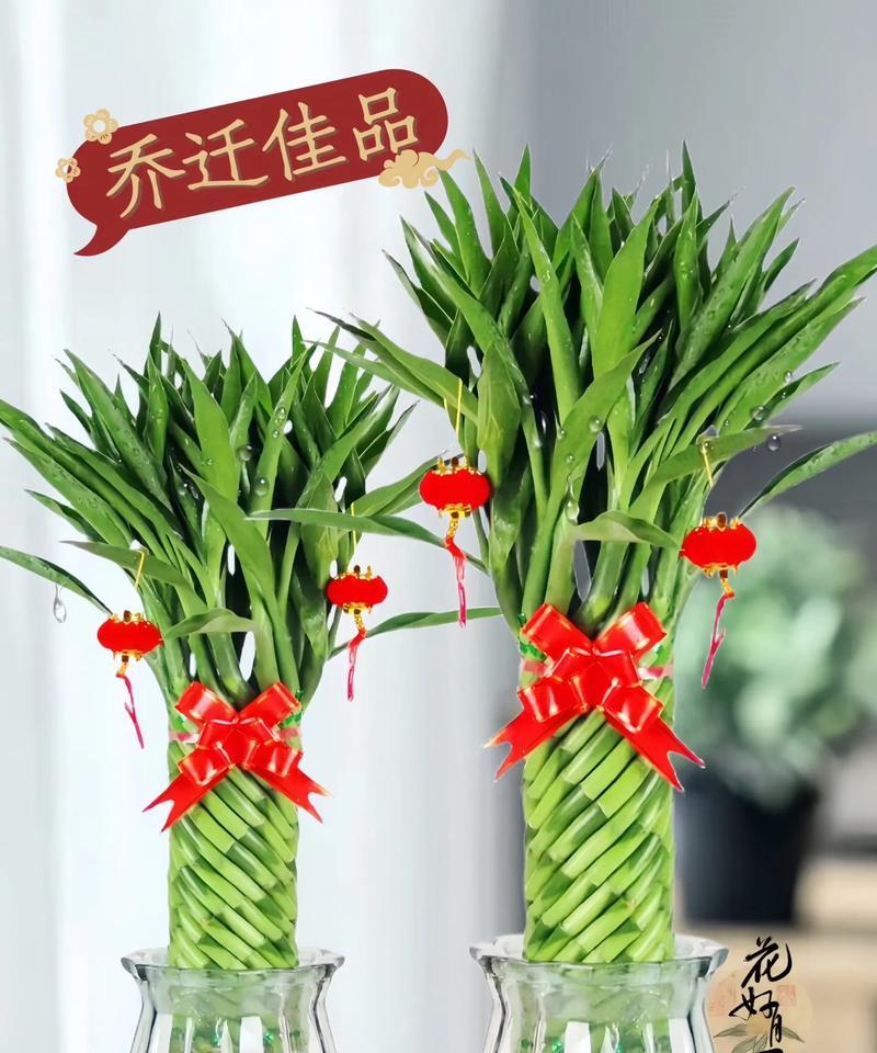 什么花象征着节节高升？