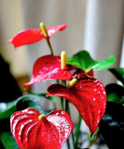 什么花象征着节节高升？