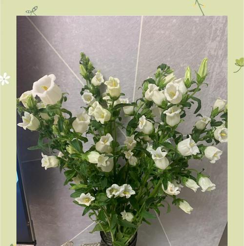 暖色花语a是什么？如何挑选寓意美好的暖色花卉？