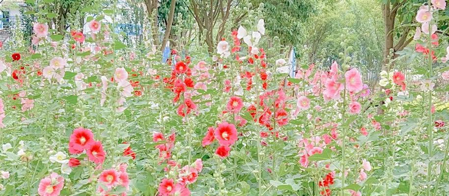 端午节有哪些花象征特定含义？