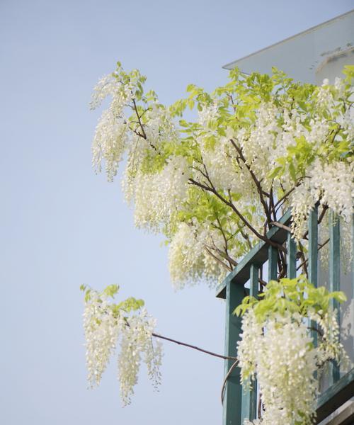 白色紫藤花代表什么？白色紫藤花的寓意是什么？
