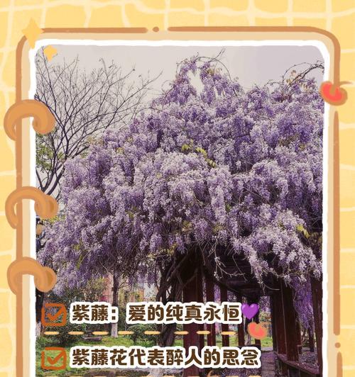 白色紫藤花代表什么？白色紫藤花的寓意是什么？