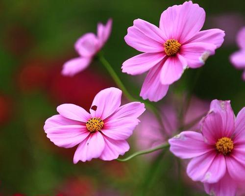 白色的格桑花象征着什么？格桑花在文化中的地位如何？