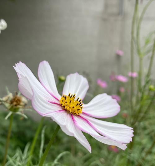 白色的格桑花象征着什么？格桑花在文化中的地位如何？