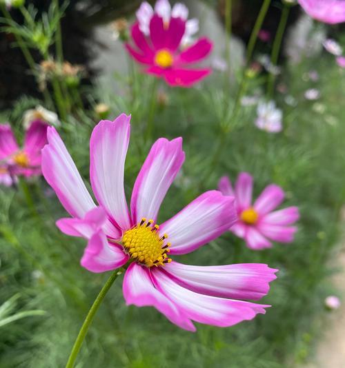 白色的格桑花象征着什么？格桑花在文化中的地位如何？