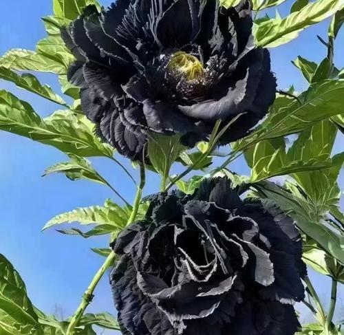 每种颜色花的含义是什么？不同颜色的花代表什么？